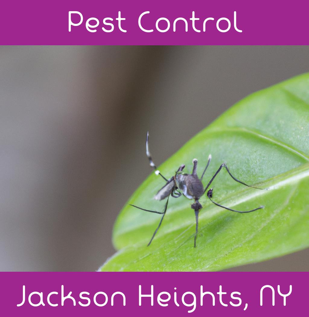 pest control in Jackson Heights New York