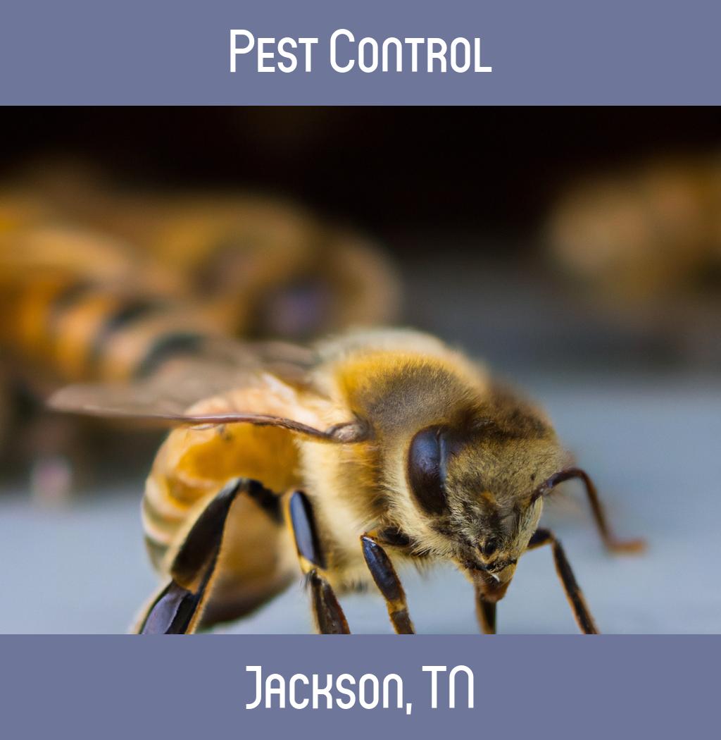 pest control in Jackson Tennessee