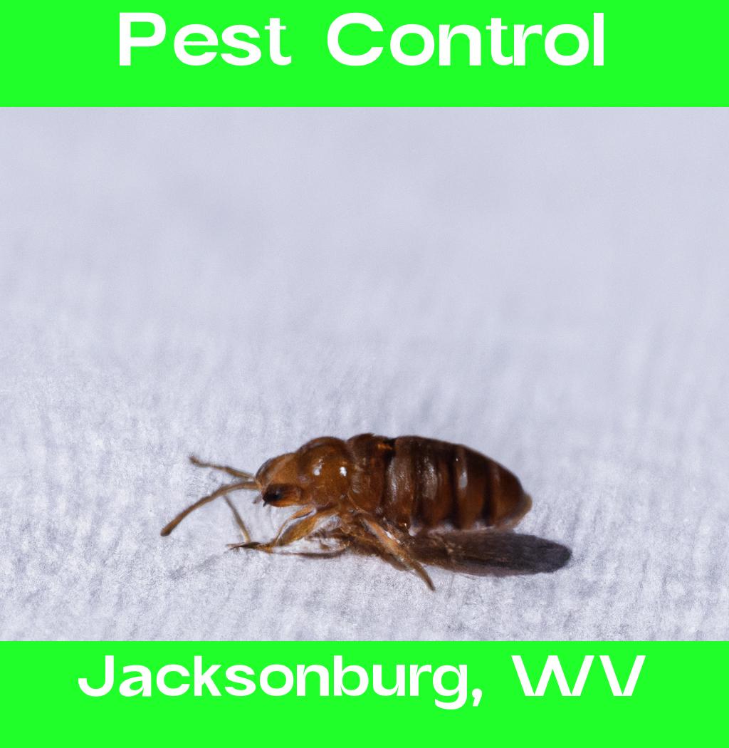 pest control in Jacksonburg West Virginia