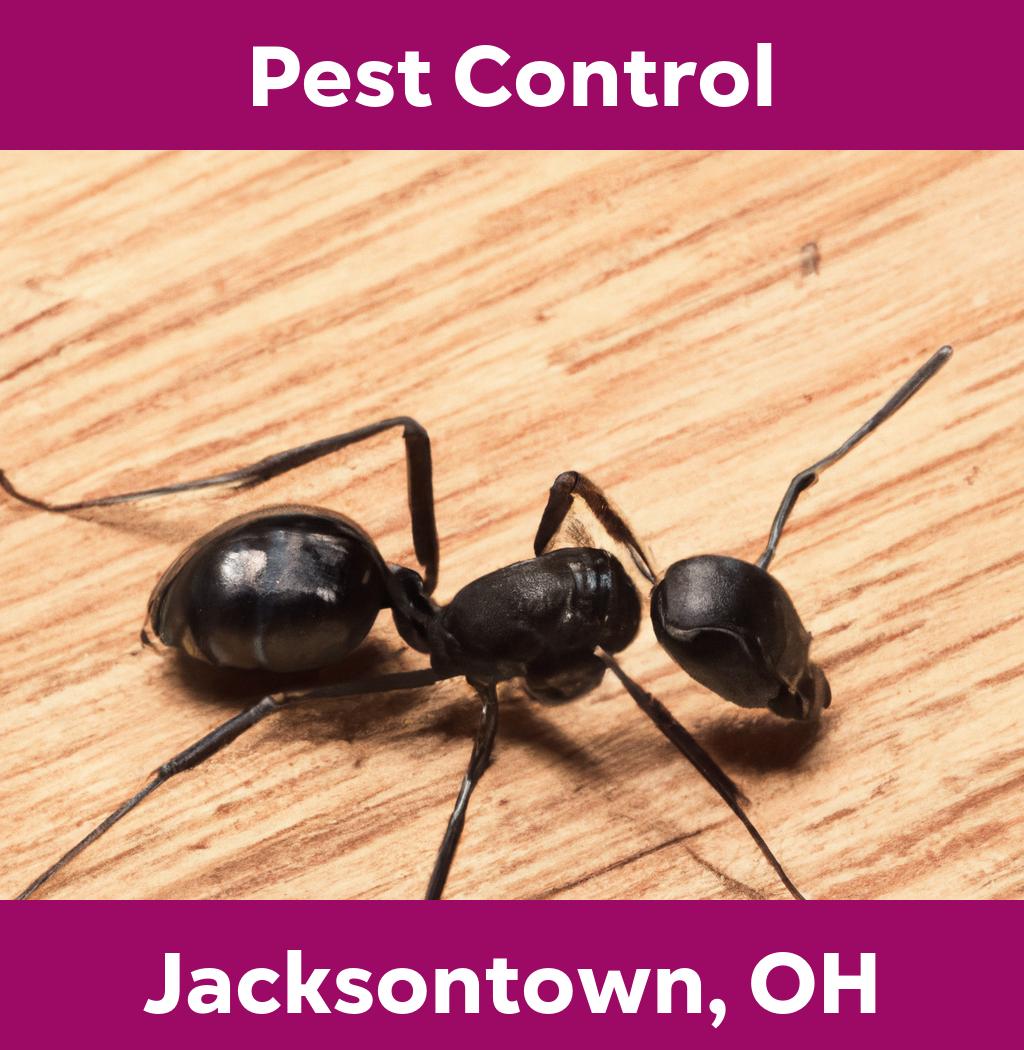 pest control in Jacksontown Ohio