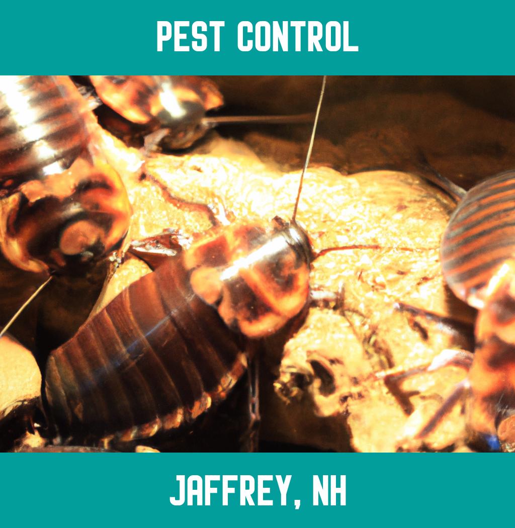 pest control in Jaffrey New Hampshire