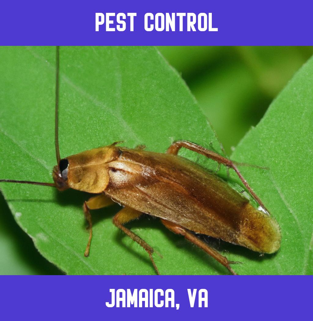 pest control in Jamaica Virginia