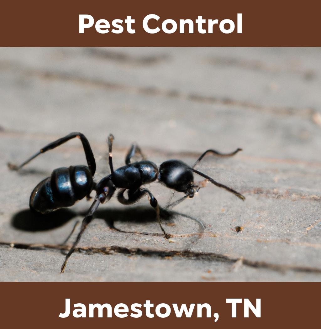 pest control in Jamestown Tennessee