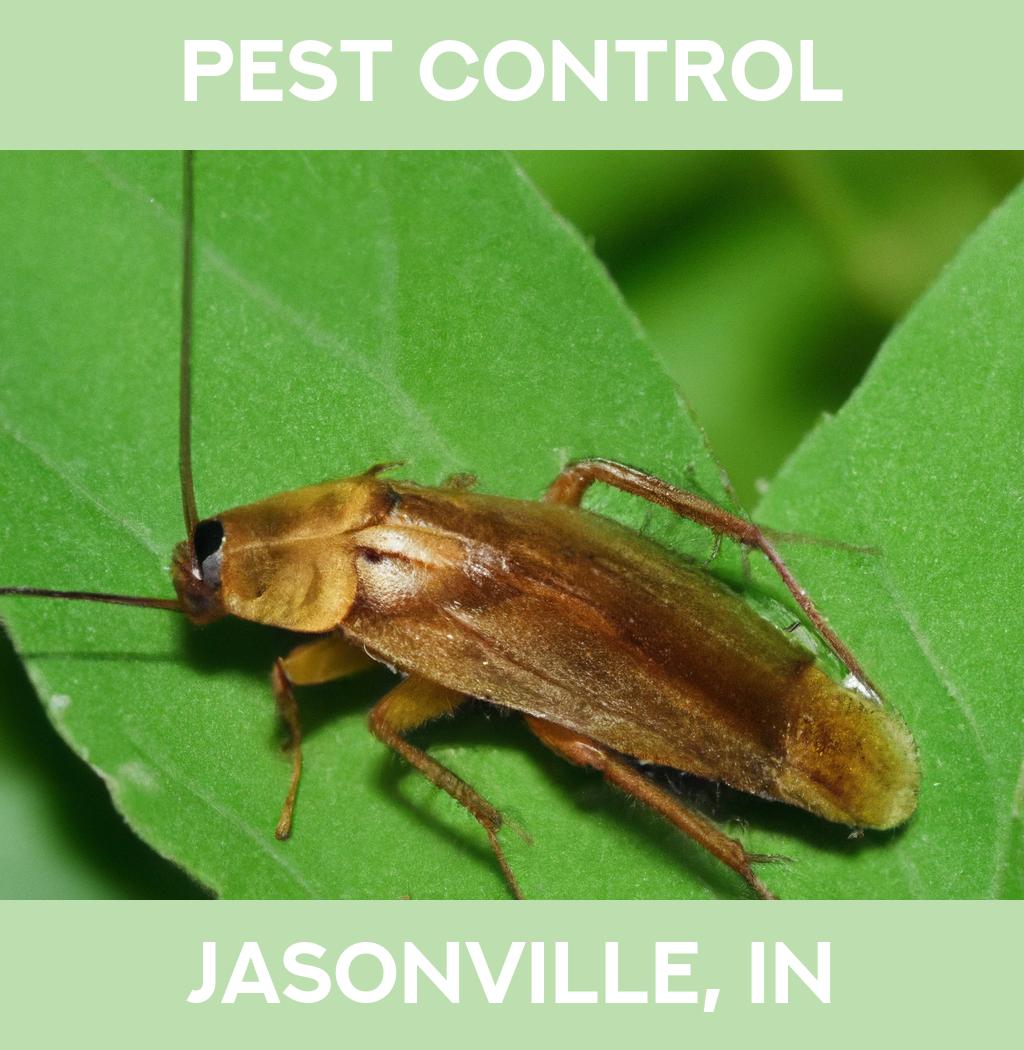 pest control in Jasonville Indiana