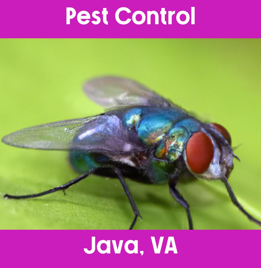 pest control in Java Virginia