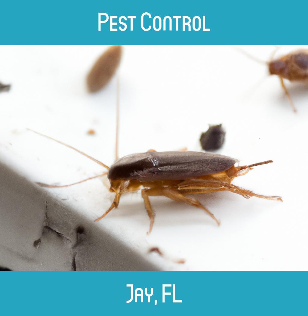 pest control in Jay Florida