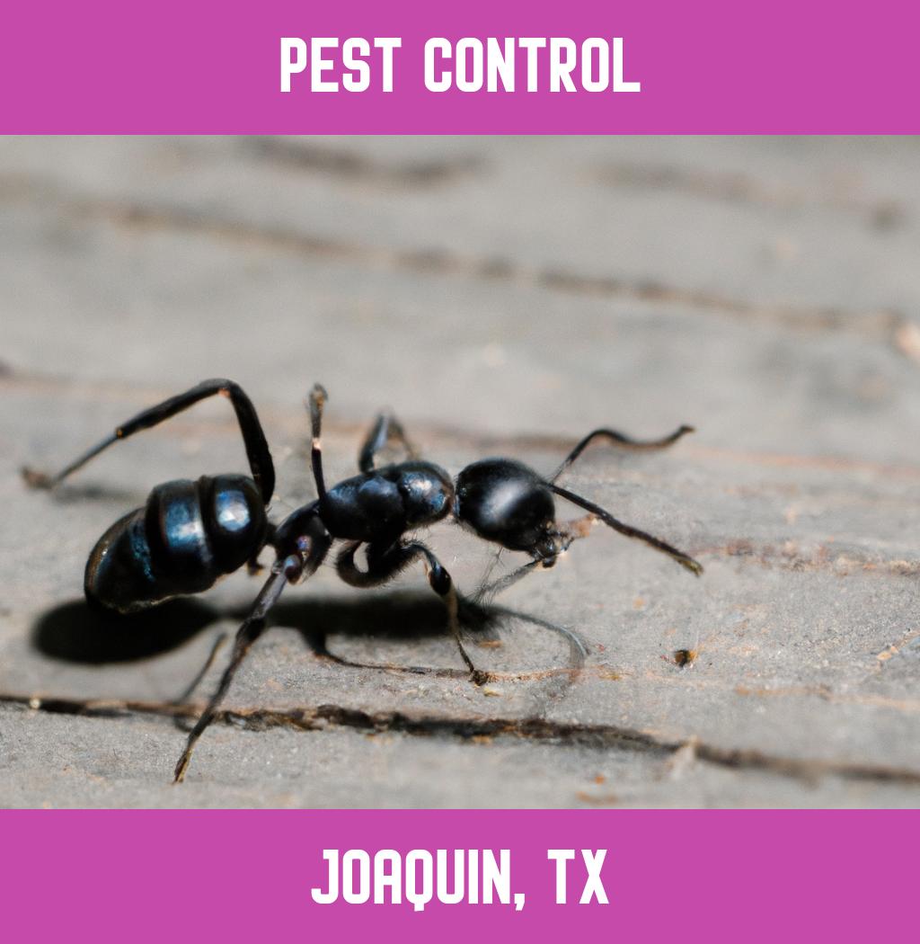 pest control in Joaquin Texas