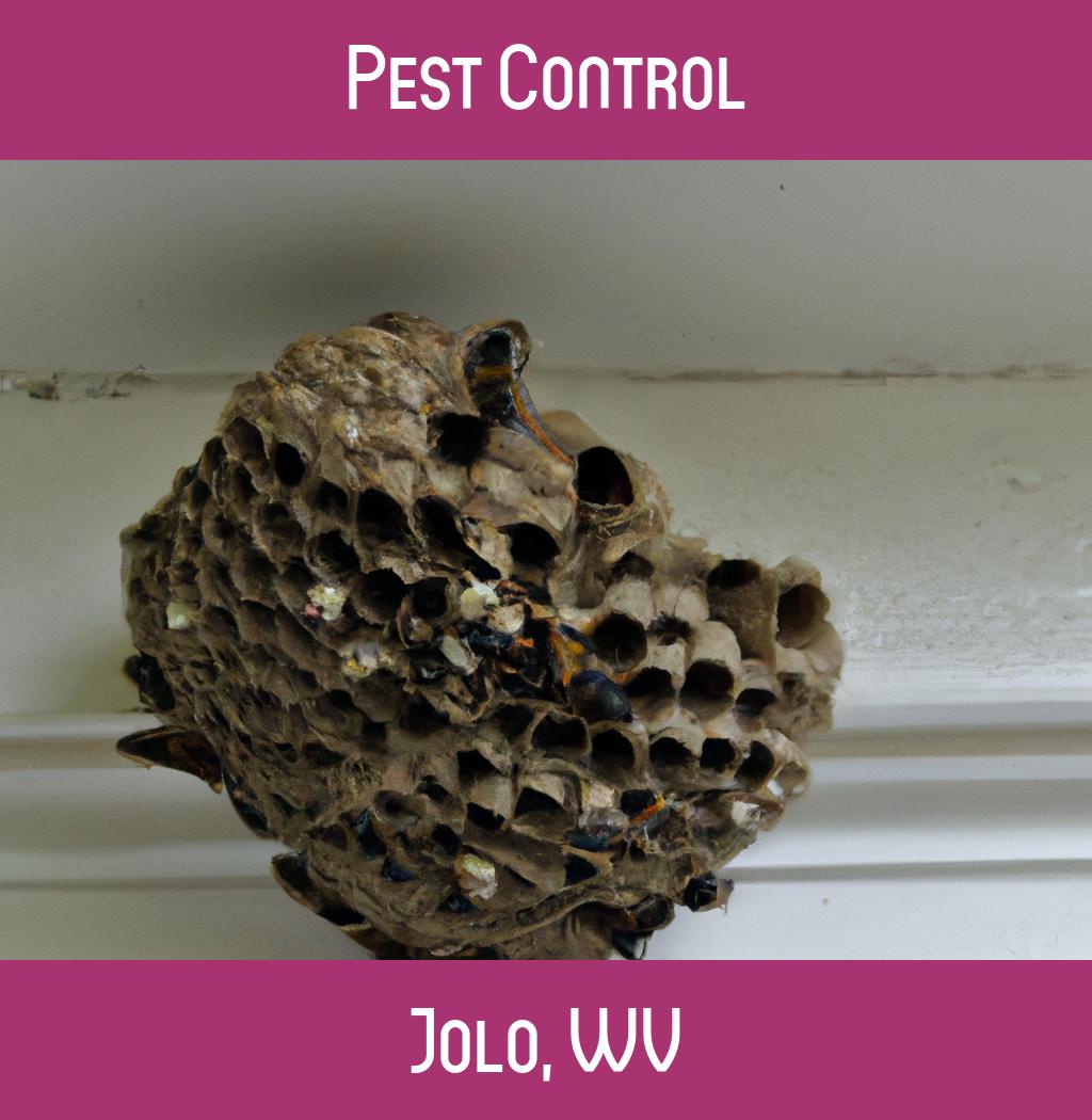 pest control in Jolo West Virginia