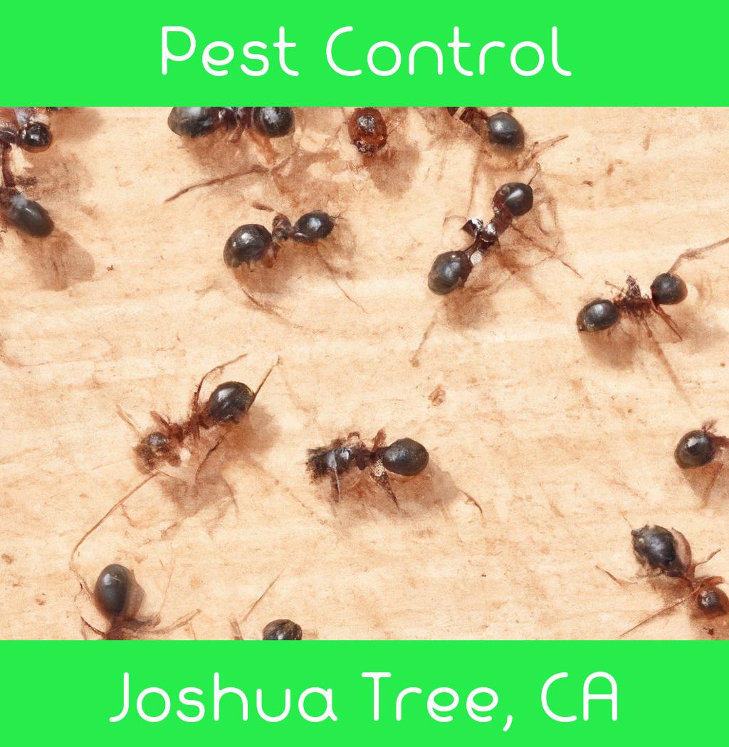 pest control in Joshua Tree California