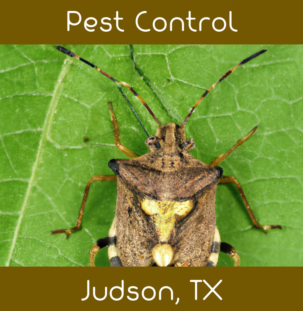 pest control in Judson Texas