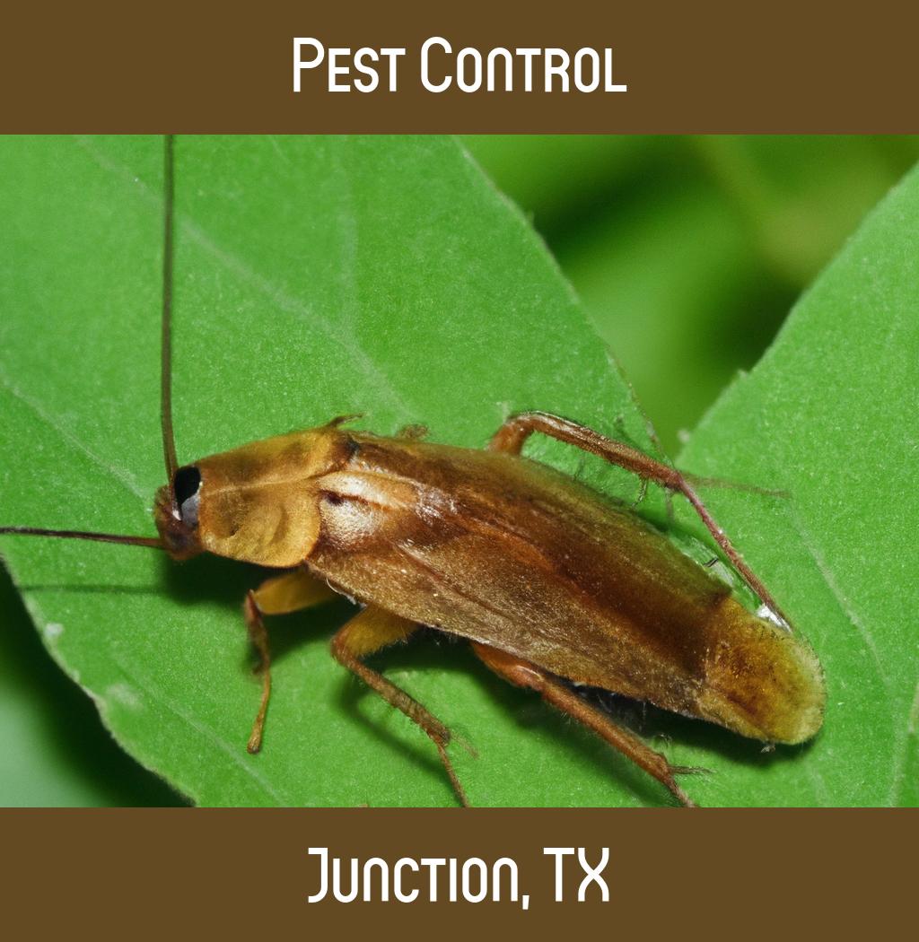 pest control in Junction Texas