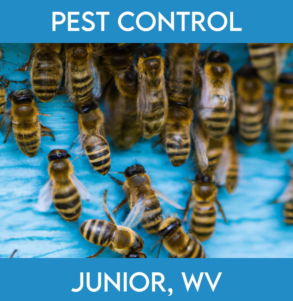 pest control in Junior West Virginia