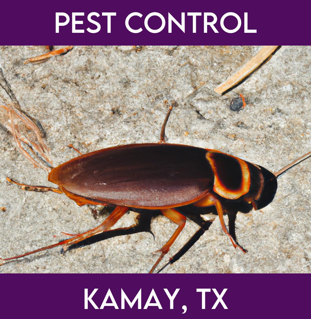 pest control in Kamay Texas