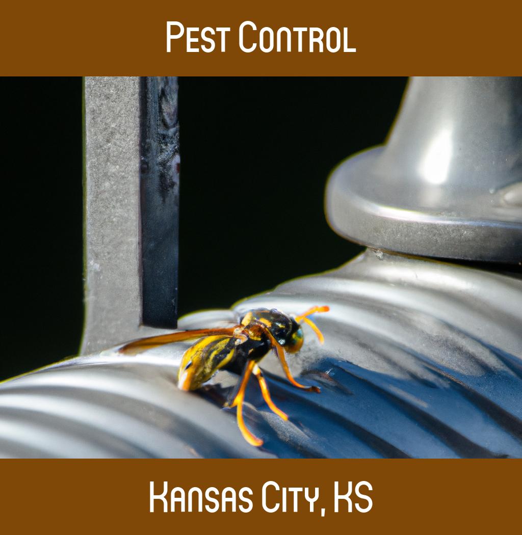 pest control in Kansas City Kansas