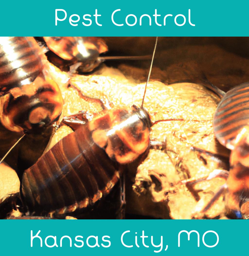 pest control in Kansas City Missouri