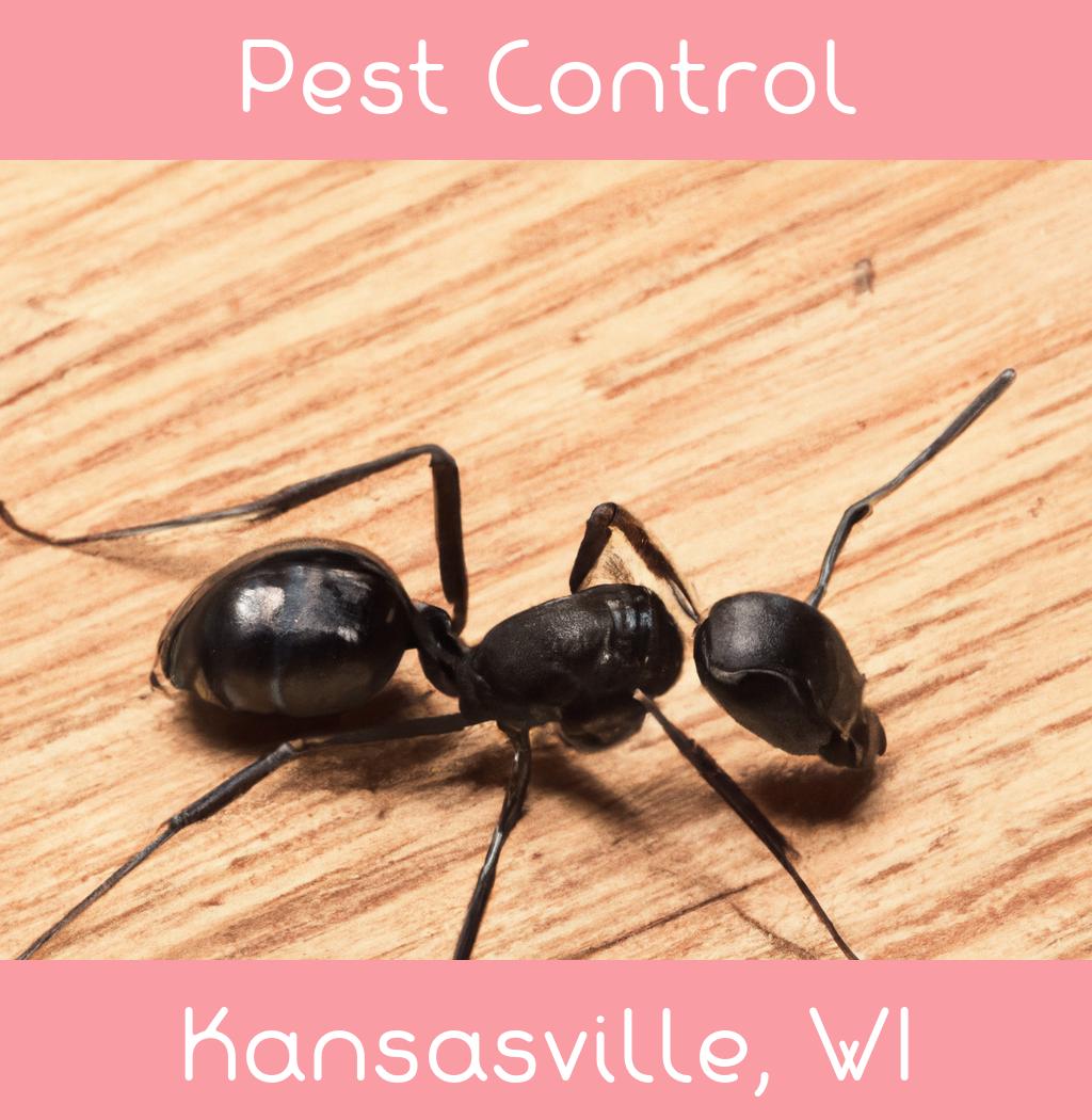 pest control in Kansasville Wisconsin