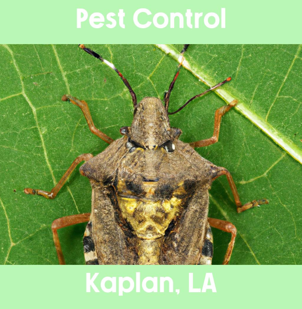 pest control in Kaplan Louisiana