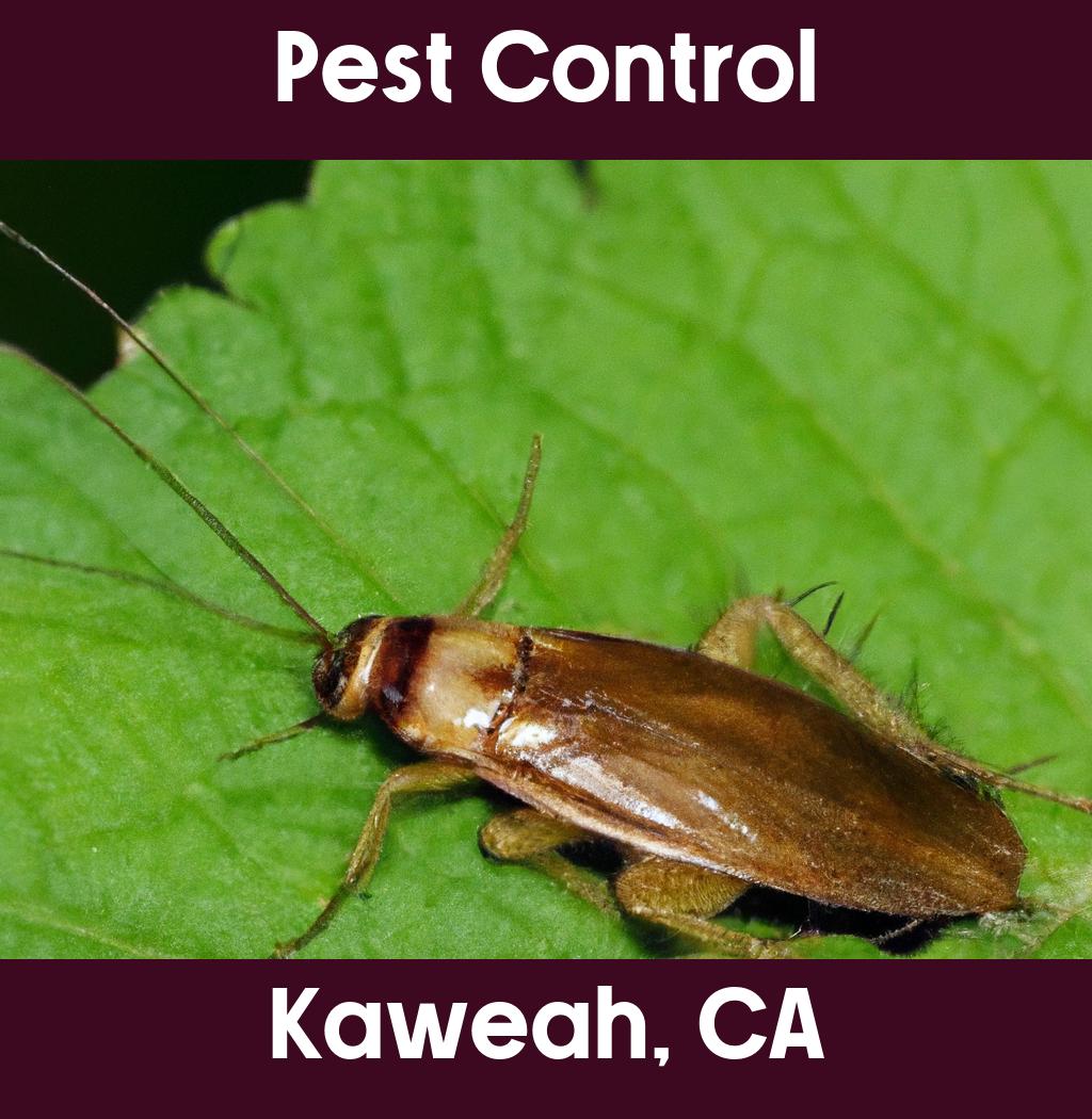pest control in Kaweah California