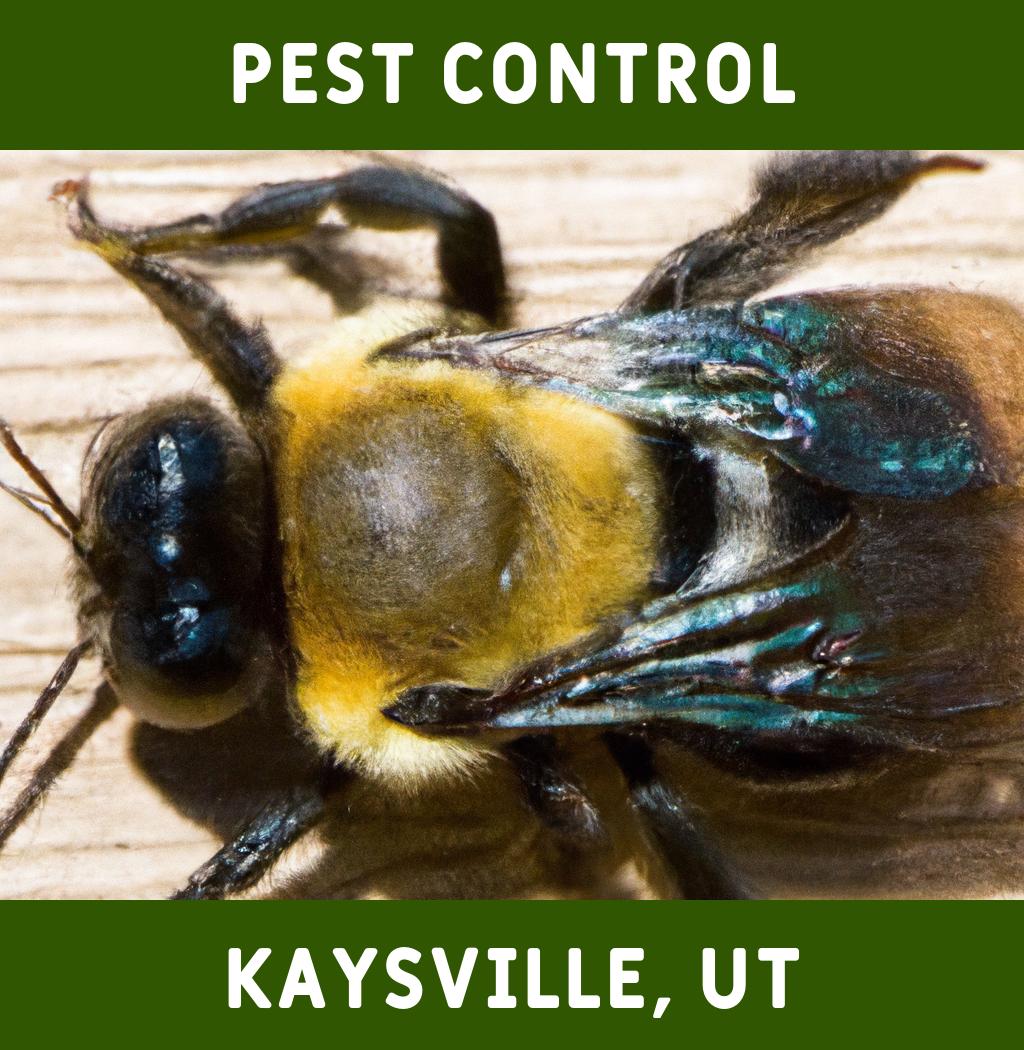 pest control in Kaysville Utah