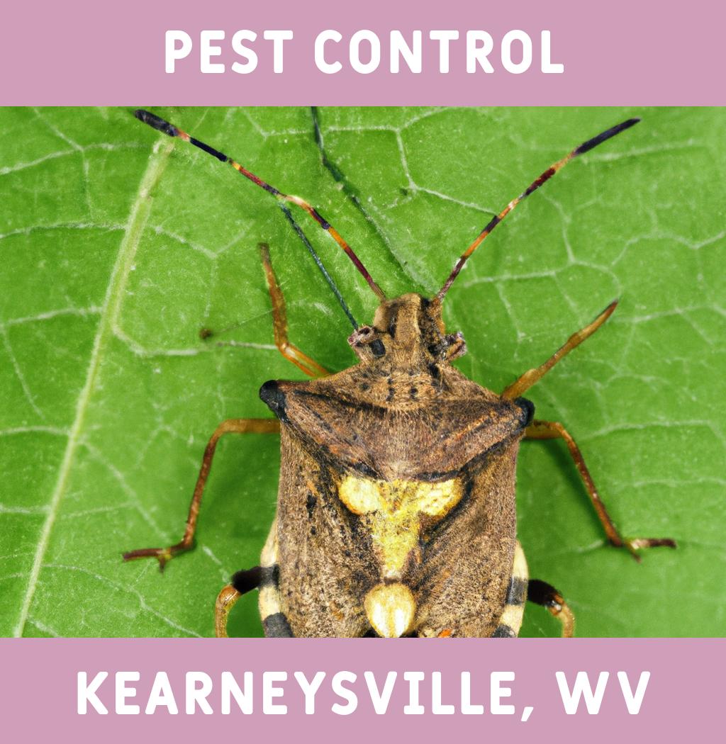 pest control in Kearneysville West Virginia