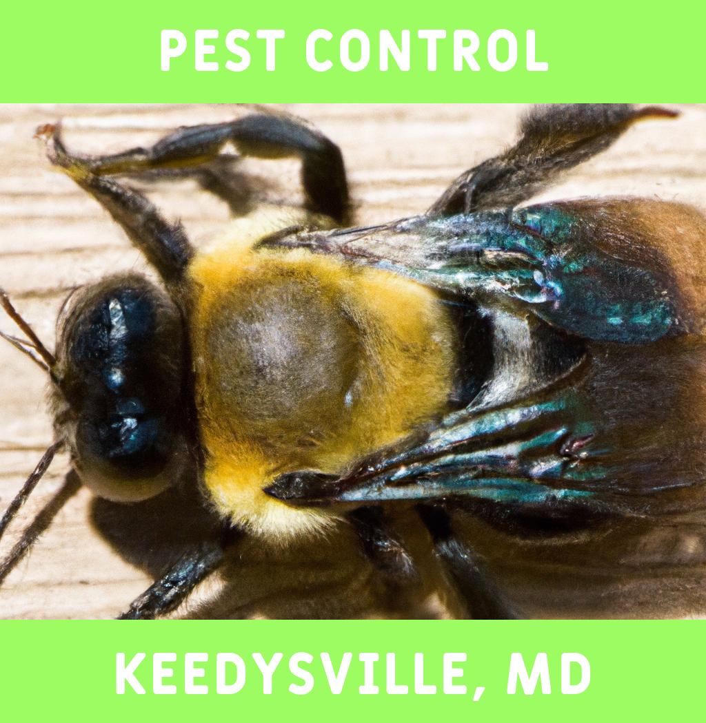 pest control in Keedysville Maryland