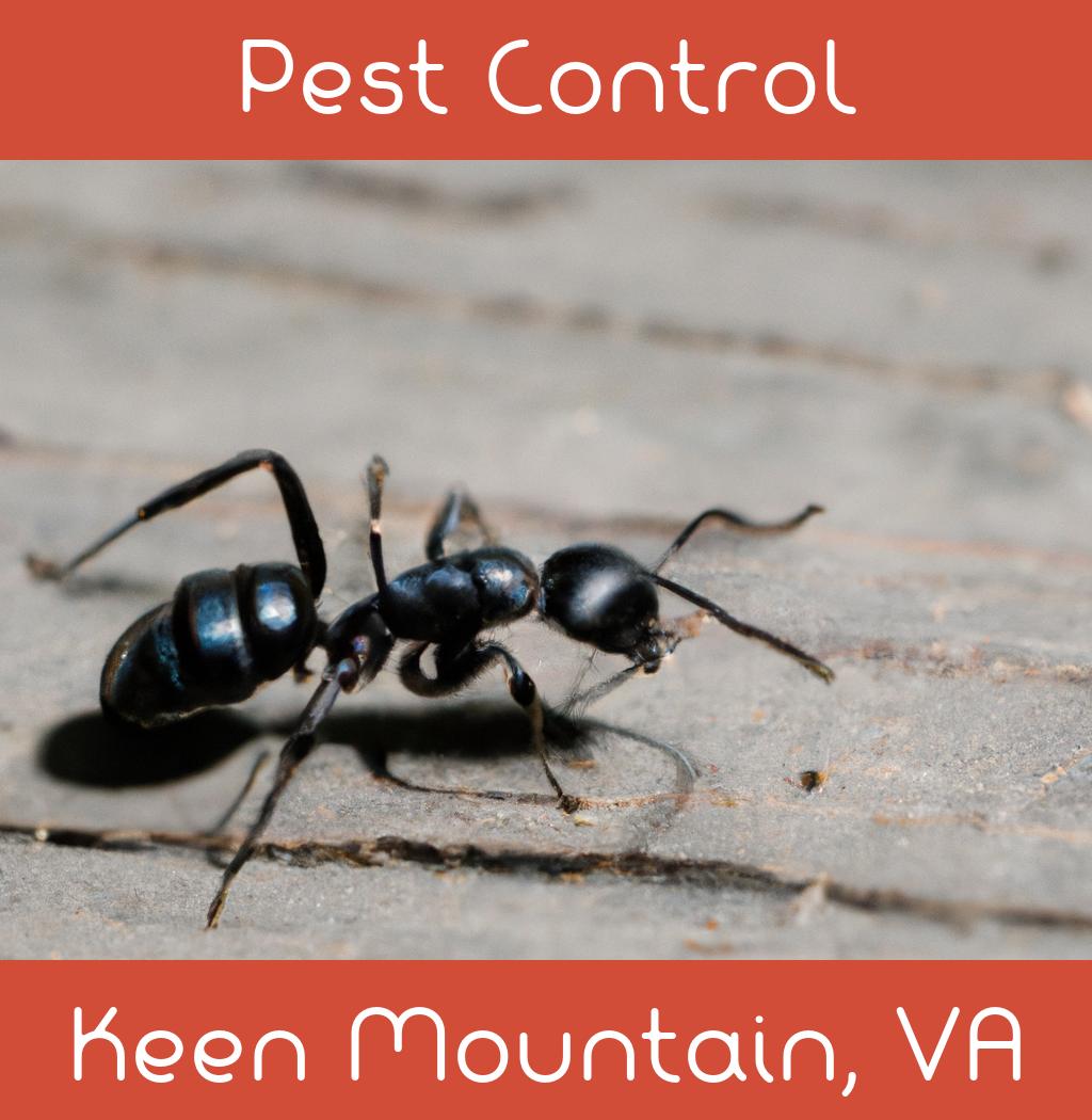 pest control in Keen Mountain Virginia