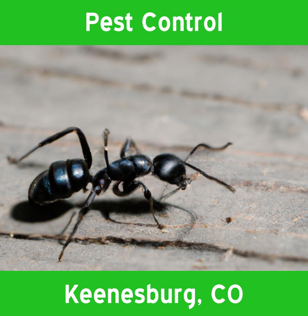 pest control in Keenesburg Colorado