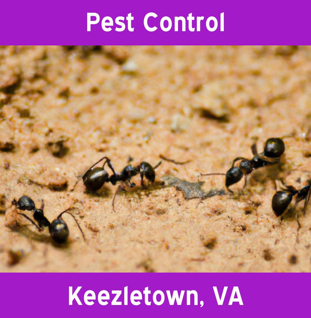 pest control in Keezletown Virginia