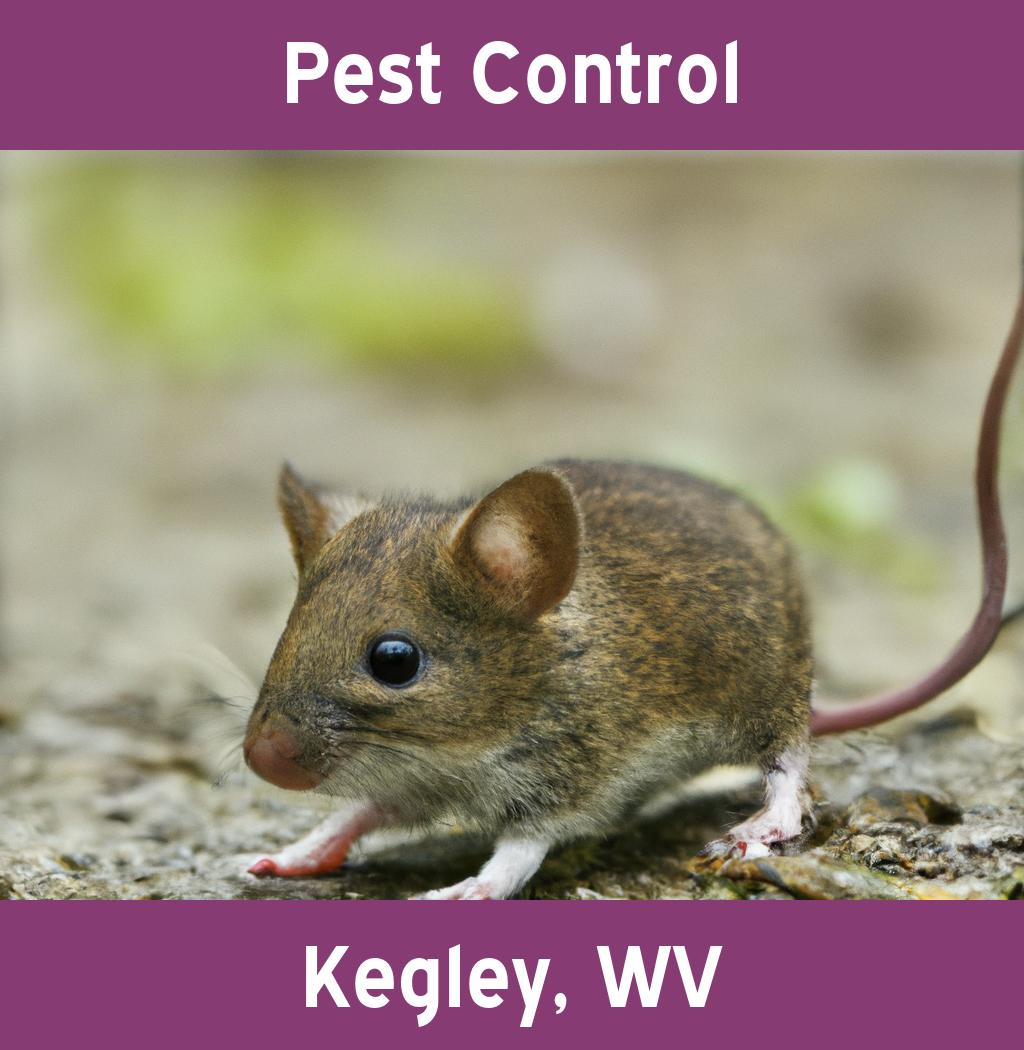 pest control in Kegley West Virginia