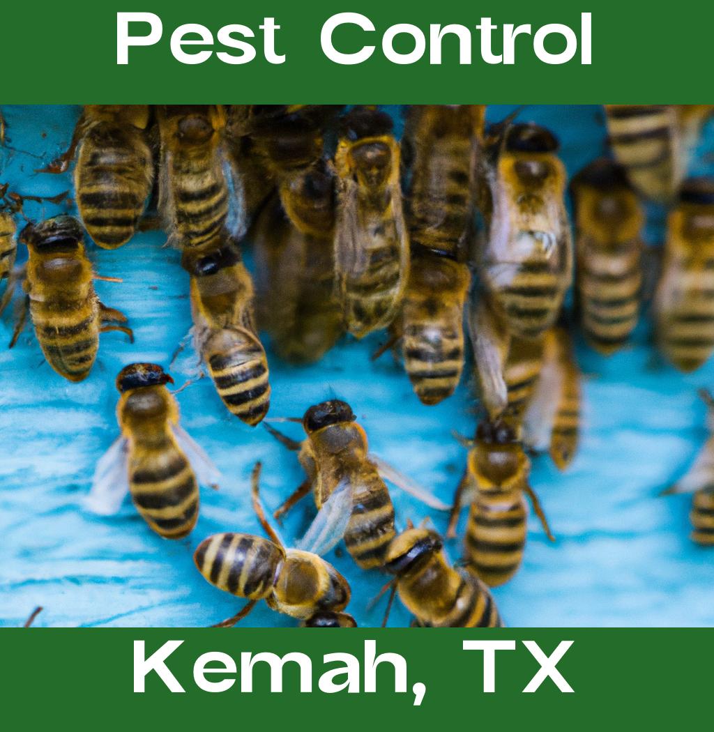 pest control in Kemah Texas