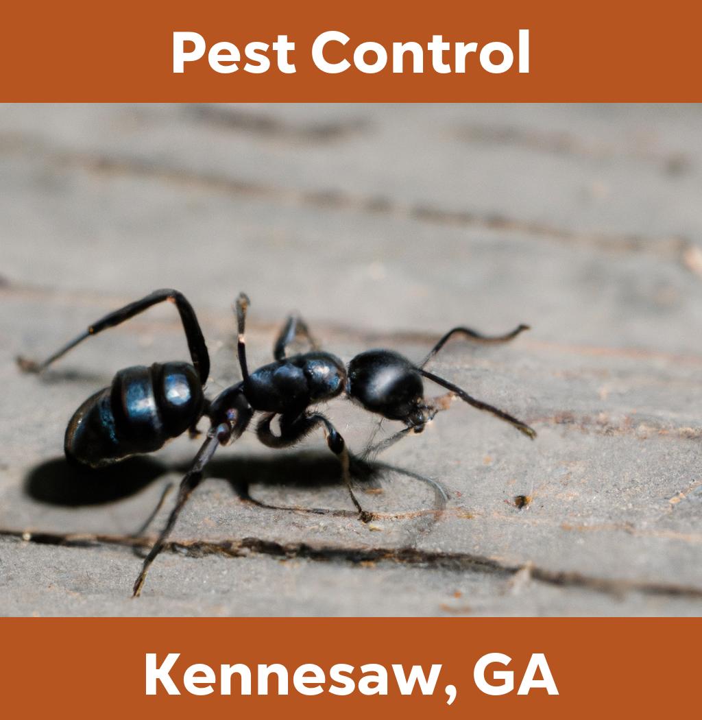 pest control in Kennesaw Georgia