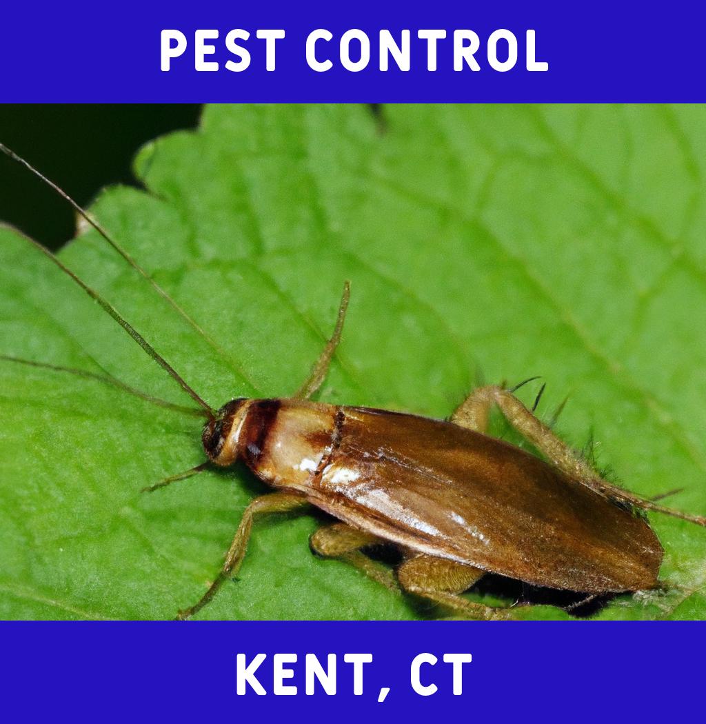 pest control in Kent Connecticut