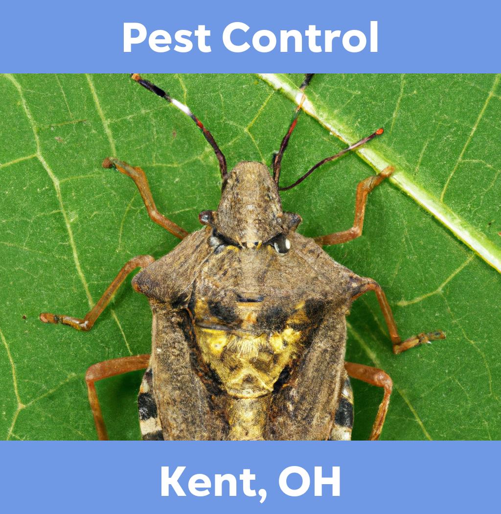 pest control in Kent Ohio