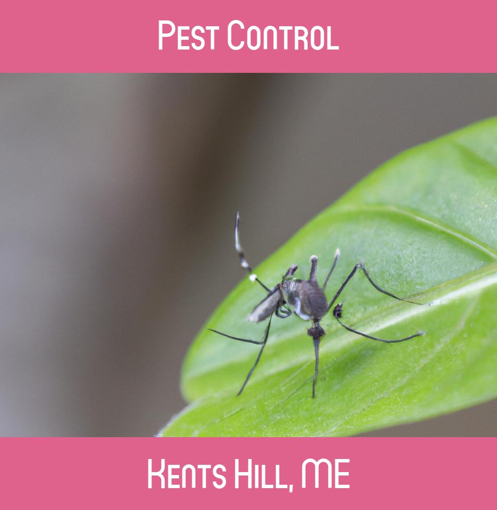 pest control in Kents Hill Maine