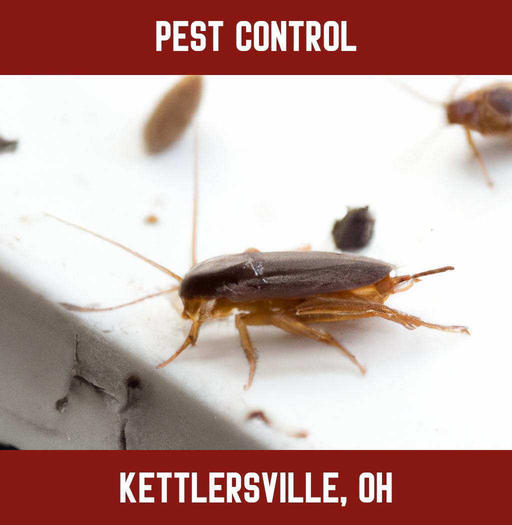 pest control in Kettlersville Ohio