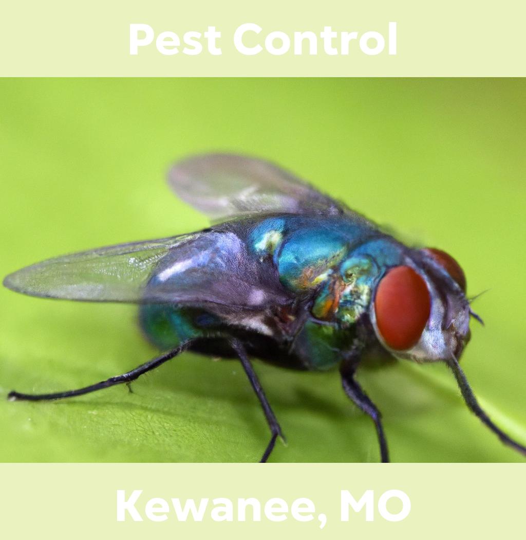 pest control in Kewanee Missouri