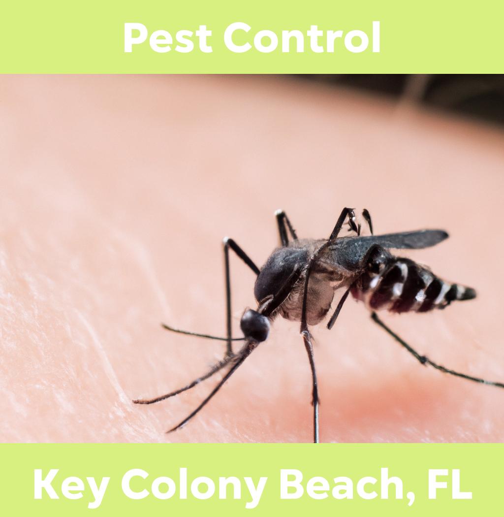 pest control in Key Colony Beach Florida
