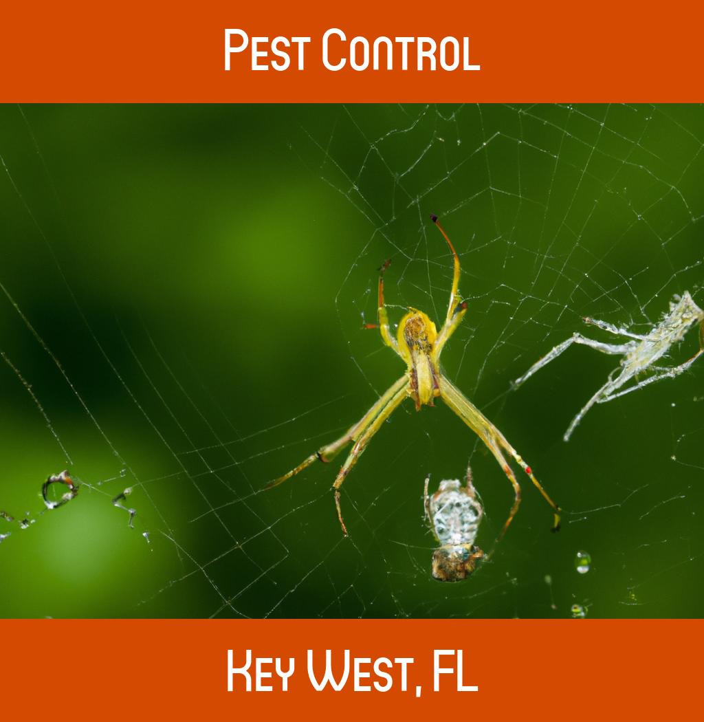 pest control in Key West Florida