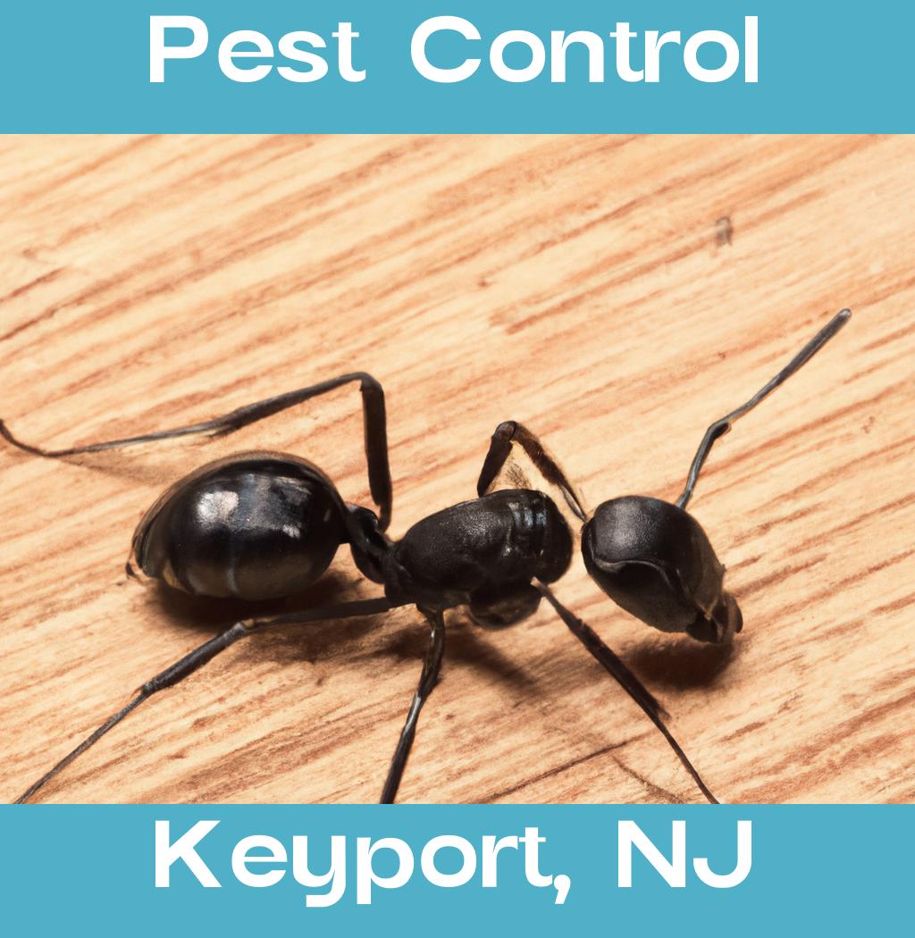 pest control in Keyport New Jersey