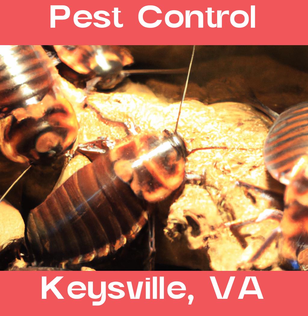 pest control in Keysville Virginia