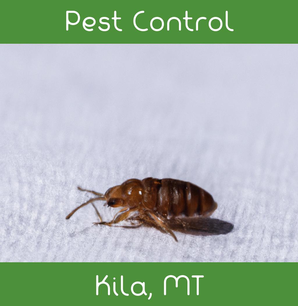 pest control in Kila Montana