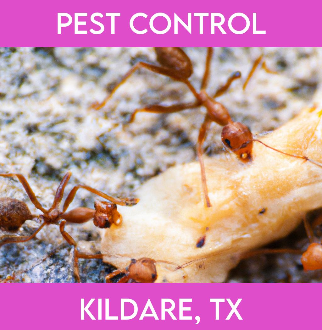 pest control in Kildare Texas