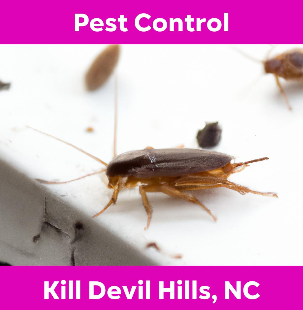 pest control in Kill Devil Hills North Carolina