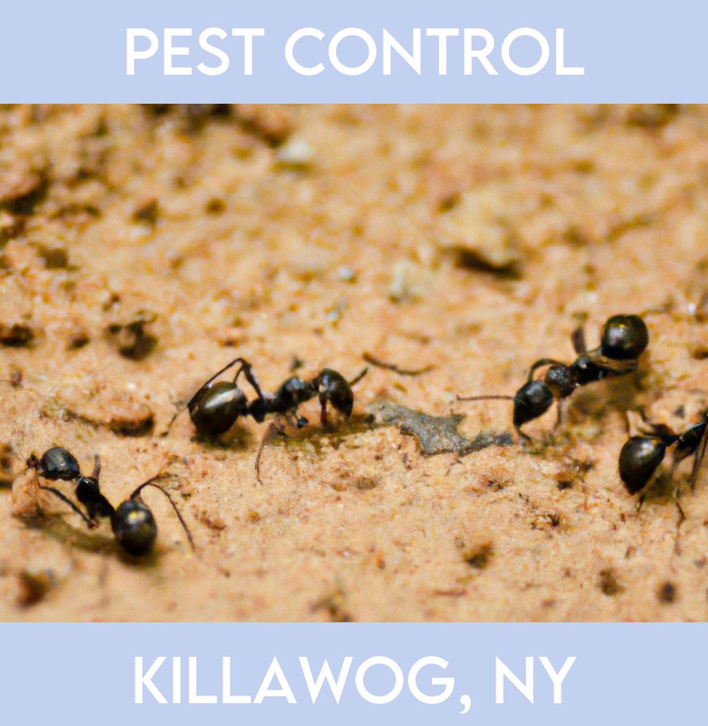 pest control in Killawog New York
