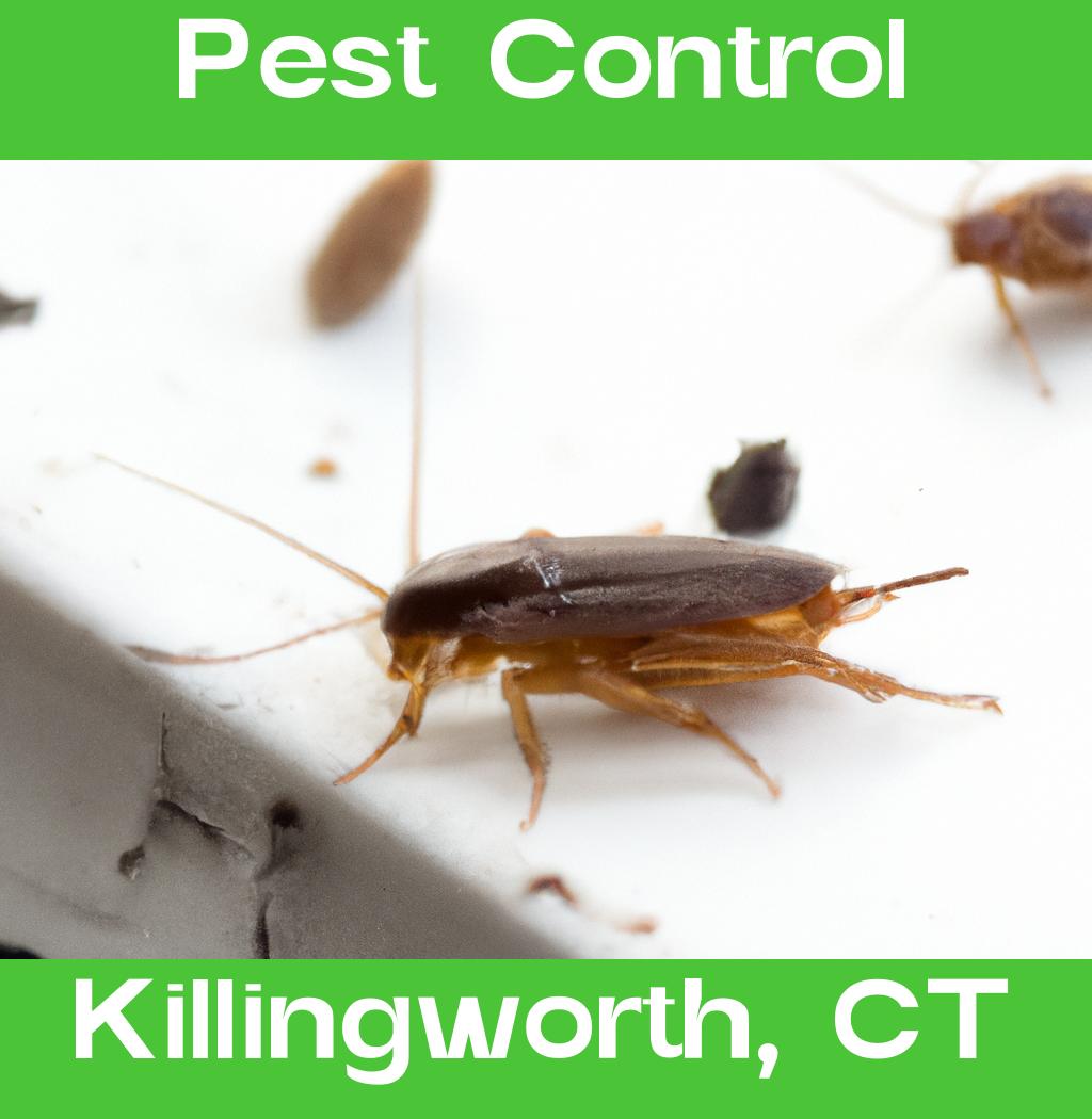 pest control in Killingworth Connecticut
