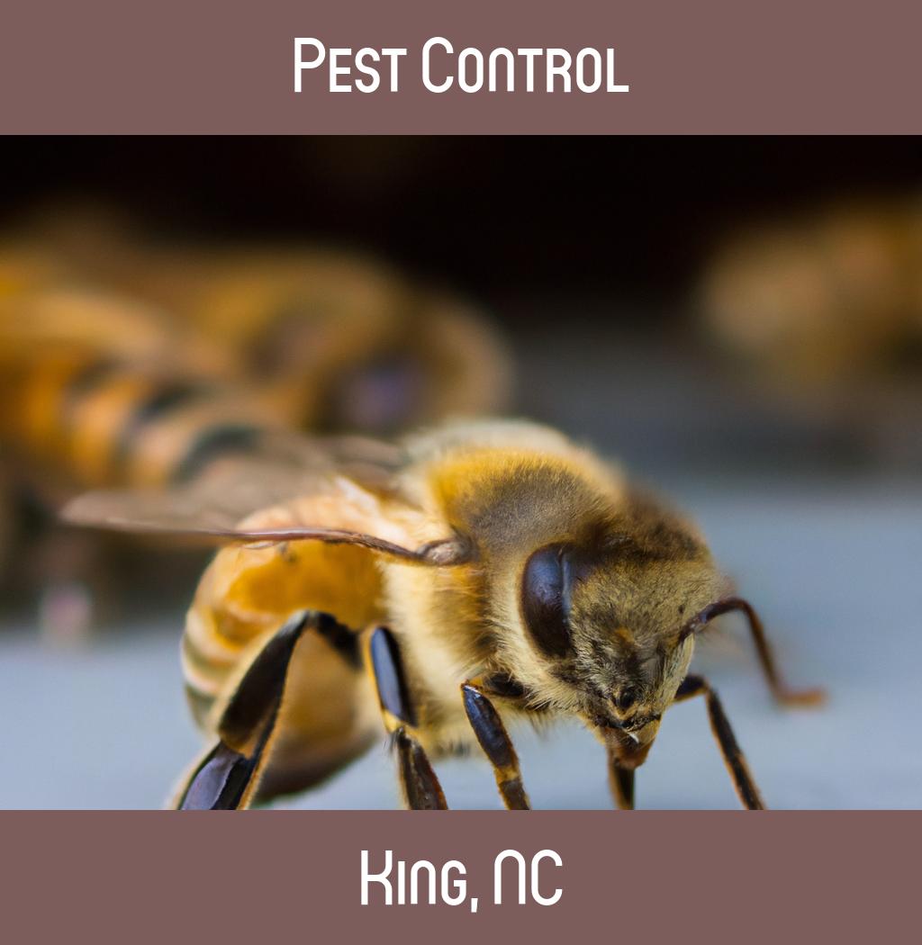 pest control in King North Carolina