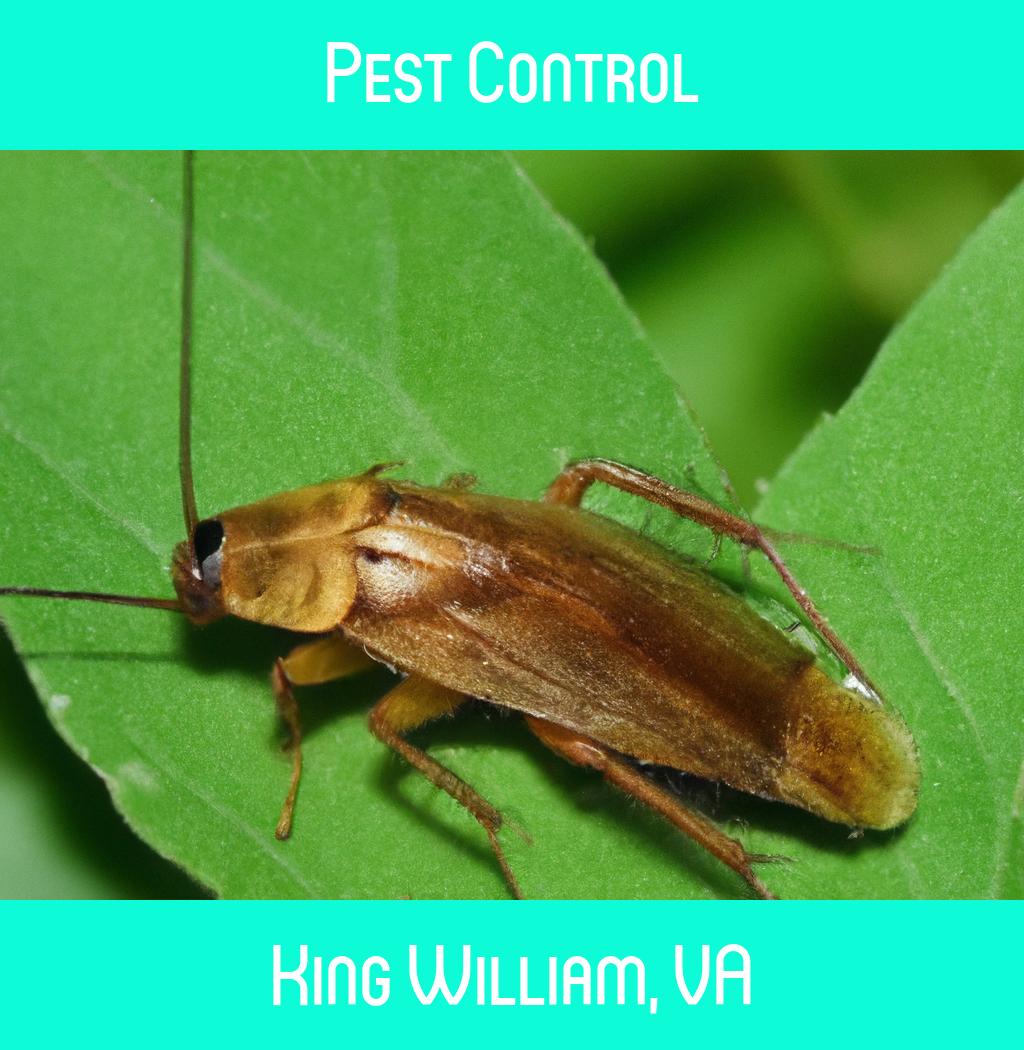 pest control in King William Virginia