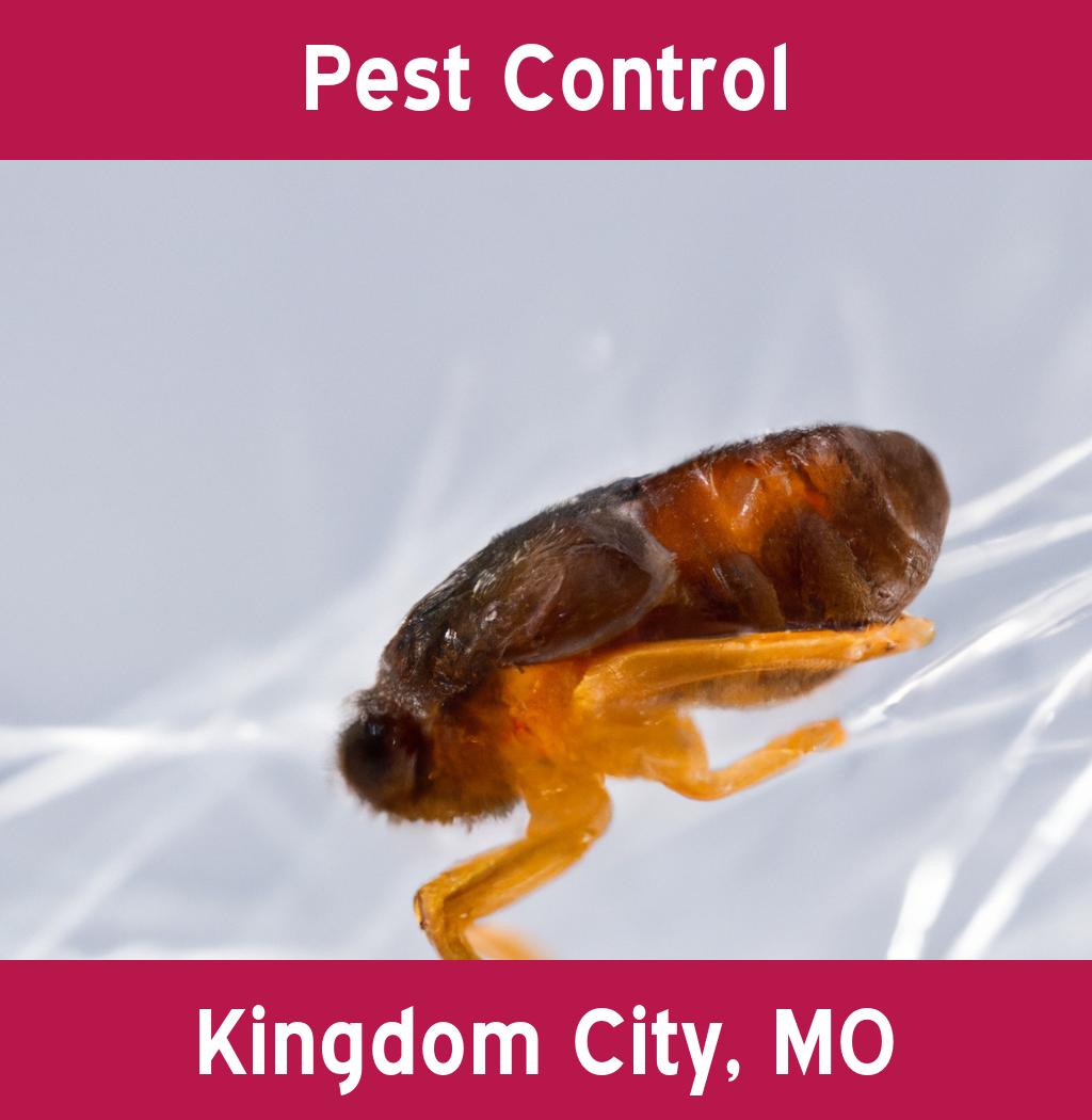 pest control in Kingdom City Missouri