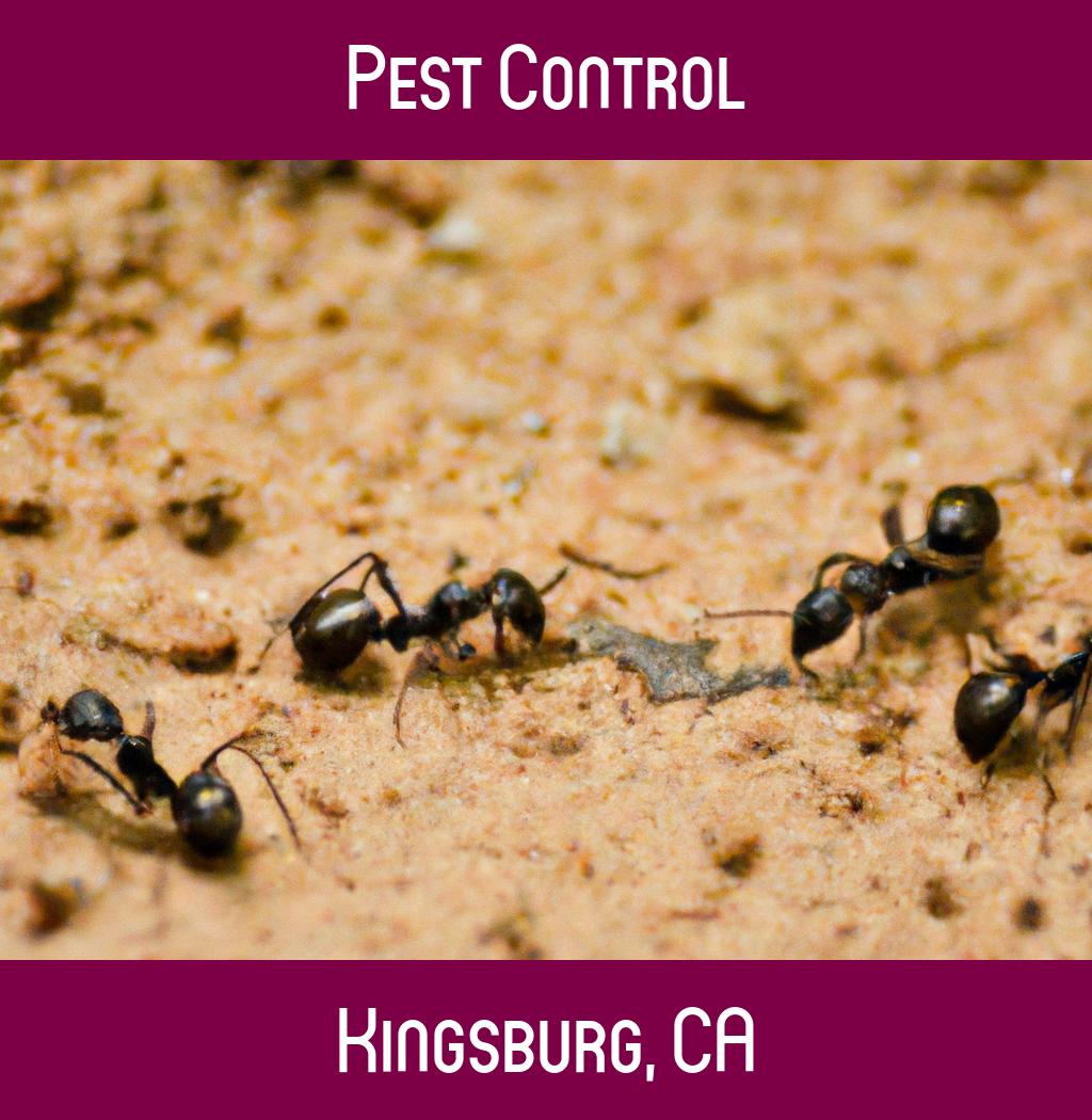 pest control in Kingsburg California