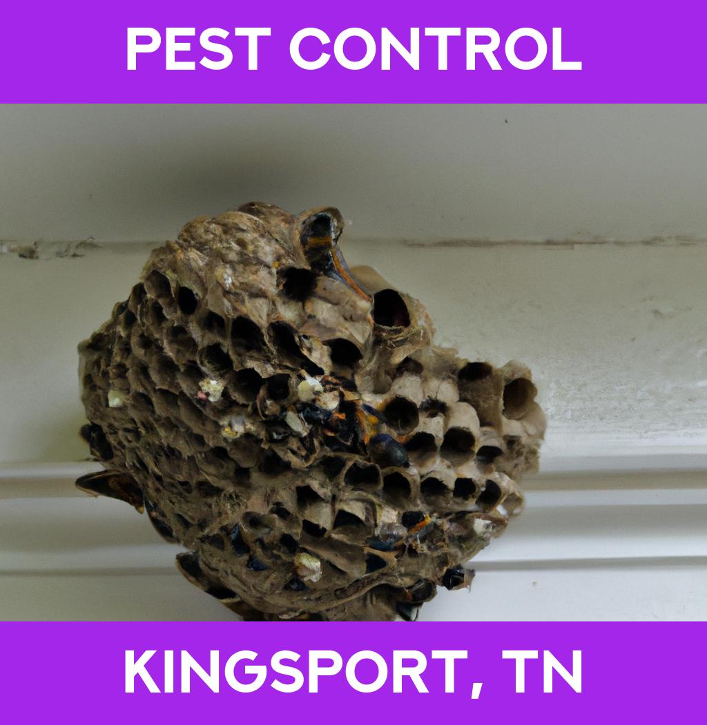 pest control in Kingsport Tennessee